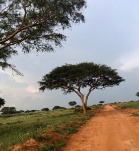 Tree and road in Uganda